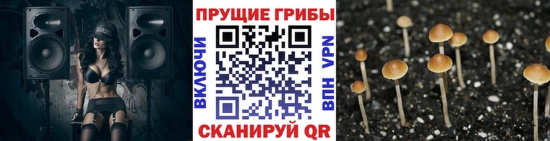 Купить  Звенигово  Галлюциногенные грибы Psilocybe 
